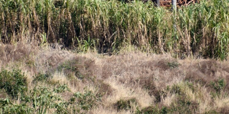 ATENTOS. Pastizales secos por las heladas, temperaturas que empiezan a elevarse y falta de lluvias elevan la peligrosidad de incendios.