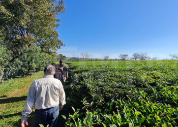¿Pensaste en cosechar tu propio té? La propuesta de turismo tealero que atrae en la Zona Centro de Misiones