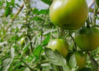 “Misiones lleva la bandera de la sustentabilidad con los bioinsumos”