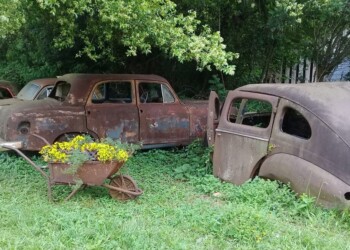 Vende antigüedades para dar de comer a los perros