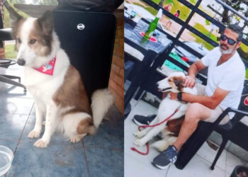 Williams y su perra están varados en Misiones y buscan ayuda para llegar a Buenos Aires