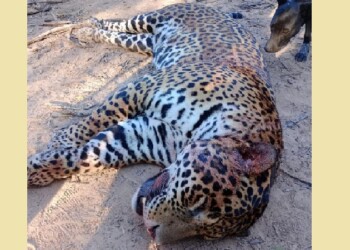 Sin piedad: mataron a un yaguareté en Formosa
