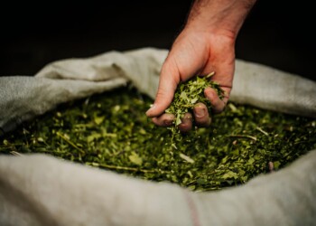 La Provincia amplió los créditos para sostener el precio de la yerba mate