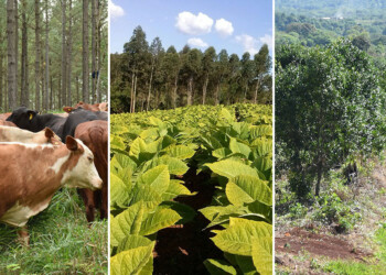 “Aunque Agricultura recupere  su vieja denominación seguirá sin poder de decisión”