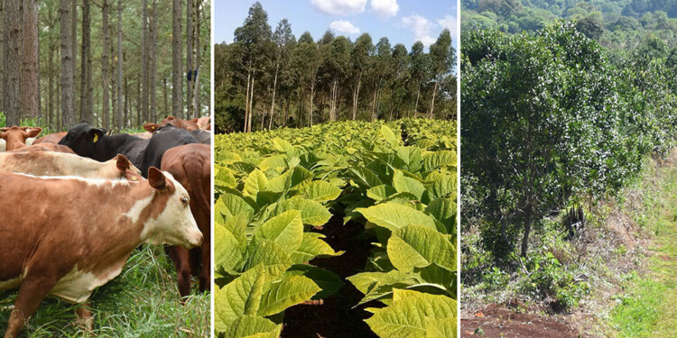 “NO LE IMPORTAMOS”.  Distintos referentes del agro misionero descreen que el cambio de nombres mejores las cosas.
