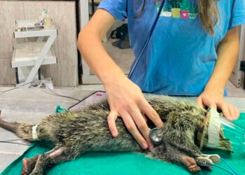 Alto índice de atropellamiento  de fauna silvestre en Misiones