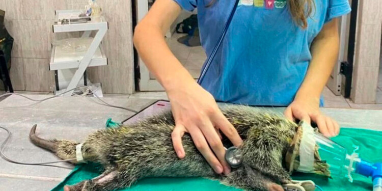 ESFUERZO. El equipo del Centro busca recuperar a las especies chocadas, aunque la mayoría no logra sobrevivir.