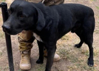 “Callejerito”, el perro héroe: salvó la vida a tres niños y ahora busca una familia