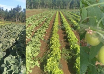 Los cultivos de huerta se recuperan tras las adversidades del clima