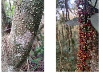 Ecosanación: Jaborandí de la sexualidad sagrada