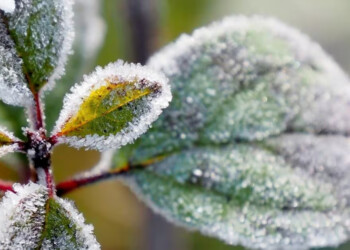 Heladas negras y heladas blancas: qué diferencias hay y cómo prevenirlas