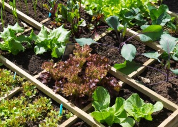 Qué plantar en agosto en la huerta casera para tener una rápida producción
