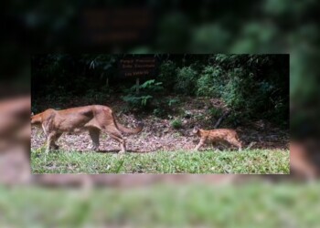 Video: logran captar a una hembra puma con su cachorro en Misiones