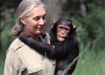 Jane Goodall visitará Misiones