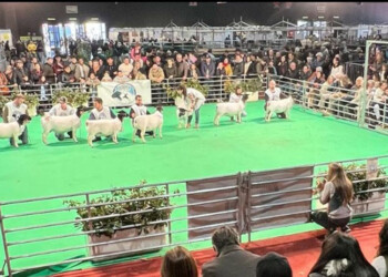 El ganado menor de La Armonía será el representante de Misiones en La Rural