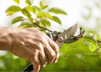 Cómo podar correctamente una planta