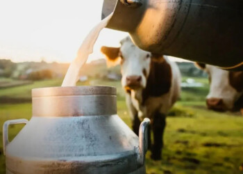 El BICE aprobó el primer préstamo medido en litros de leche: ¿cómo funciona?