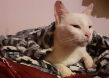 Con el frío, las mascotas pueden sufrir enfermedades respiratorias