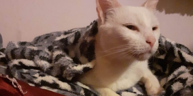 PREVENCIÓN. Aunque algunas razas son susceptibles, en los gatos no es recomendable abrigarlos en el invierno.