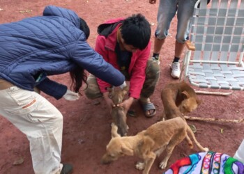 Relevarán estado de animales en comunidades mbya de Iguazú