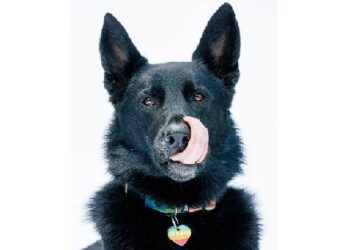 Los nuevos mejores amigos de los científicos