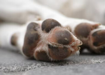 Cumplió con la amenaza: “Te dije que no me gustaban los perros”