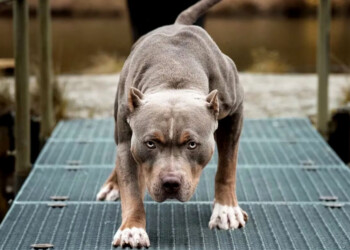 Condenaron a ocho años de cárcel al dueño de un pitbull que mató a una nena