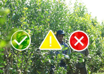 Economías regionales: “Prácticamente el 90% de las producciones están en una situación crítica”