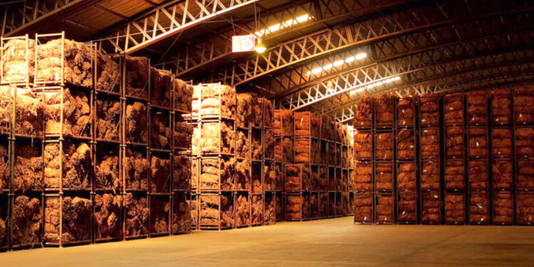 ESTIMACIONES. Para la próxima producción, cooperativas y empresas acordaron la compra de unos 25 millones de kilos, que podrían llegar a 30 si los productores agregan algunos kilos más a lo comprometido.