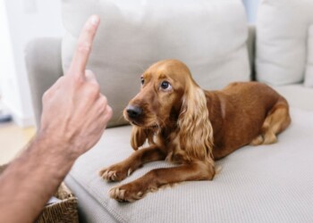 ¿Son necesarias las reglas con tu perro?