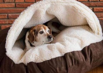 Aprendiendo a estar en su cucha