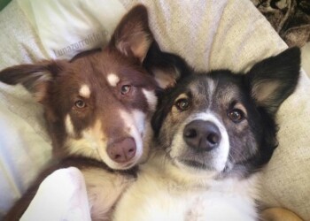 Curiosidades sobre los perros