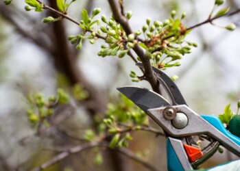 Cómo podar correctamente una planta