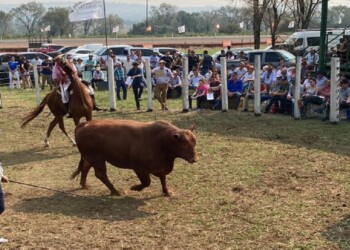 La Sociedad Rural de Misiones celebró un exitoso remate ganadero en Fachinal