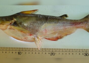 Peces del río Paraná: Ageneiosus inermis