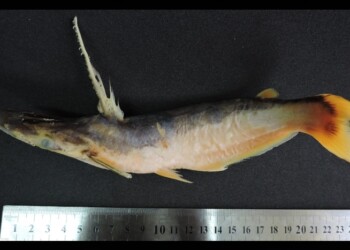 Peces del río Paraná: Ageneiosus militaris