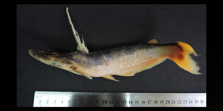 Ageneiosus militaris / Foto Lic. Danilo R. Aichino