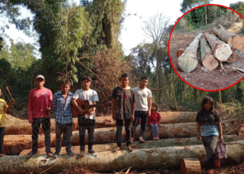 Denuncian otro apeo ilegal dentro de la Reserva de Biósfera Yabotí