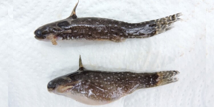 Tatia neivai/ Foto: Lic. Danilo R. Aichino