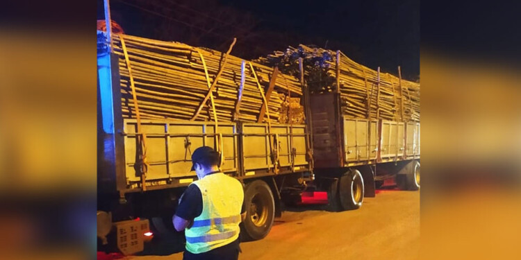 ESTIMACIÓN. Los inspectores forestales dijeron que no se podía medir la madera y “estimaron” que el 20% sería nativa, lo cual no está permitido.