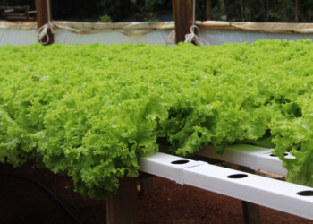 Desde el martes, la horticultura del país estará en Posadas