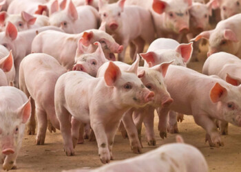 Alimentar cerdos con lino mejora la calidad nutricional de su carne