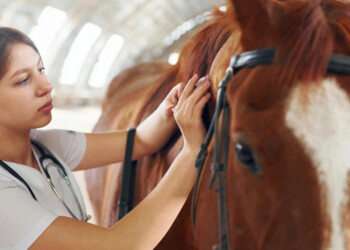 Pautas sanitarias para prevenir la encefalomielitis equina