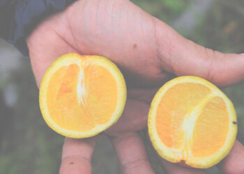 HLB: los síntomas se hacen más visibles durante el invierno