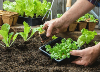 ¿Qué sembrar en la huerta durante septiembre?