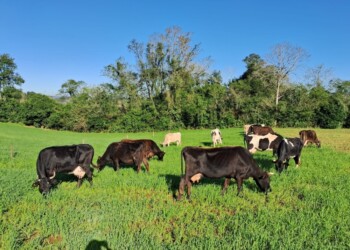 Productores lecheros recibirán capacitaciones sobre sanidad