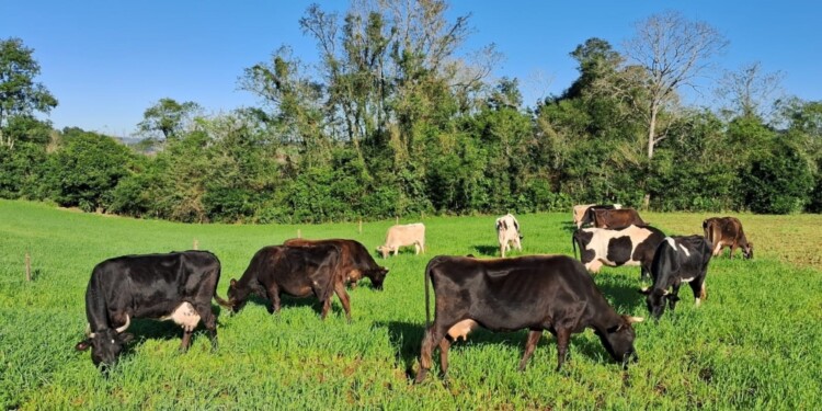 BOVINOS. Se espera abordar a unos 1.400 animales en total con el objetivo