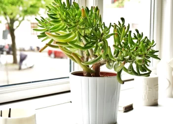 Qué plantas atraen prosperidad y dinero al hogar, según la filosofía del Feng Shui