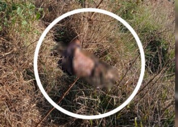 Investigan presunto homicidio de un hombre en Concepción de la Sierra