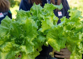 Presentan una lechuga con mayor cantidad de hojas